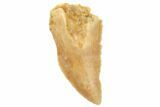 Serrated, Raptor Tooth - Real Dinosaur Tooth #196433-1